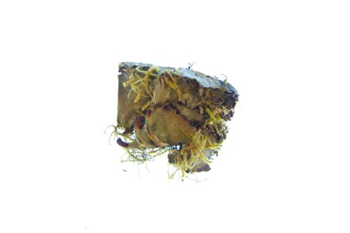 Many-fruited Pelt Lichen 